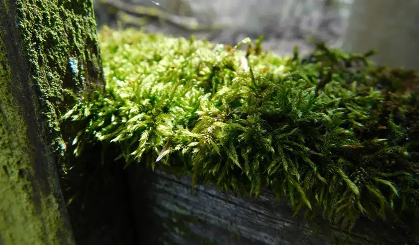 Skuteczne metody na usunięcie zielonego nalotu na drewnianym płocie