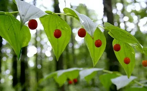 Rezerwat przyrody Ochojec - unikalne rośliny i zwierzęta w Katowicach
