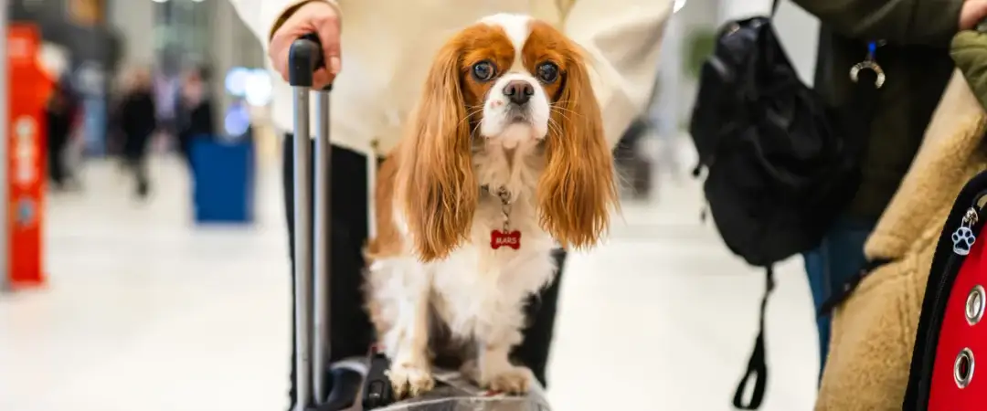Jak przewieźć zwierzę za granicę - uniknij problemów i formalności