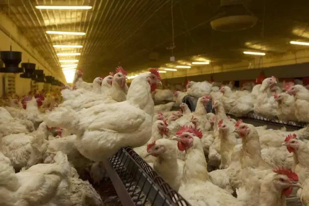 Ceny drobiu 2026: Prognozy, czynniki i jak zarobić?