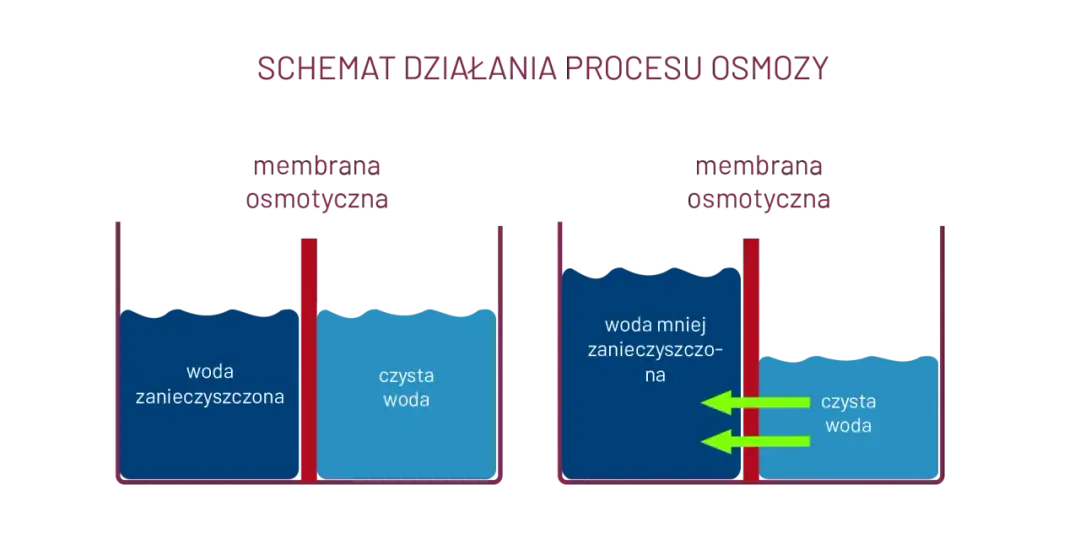 Czym tak naprawdę jest zjawisko osmozy i jak działa w życiu codziennym