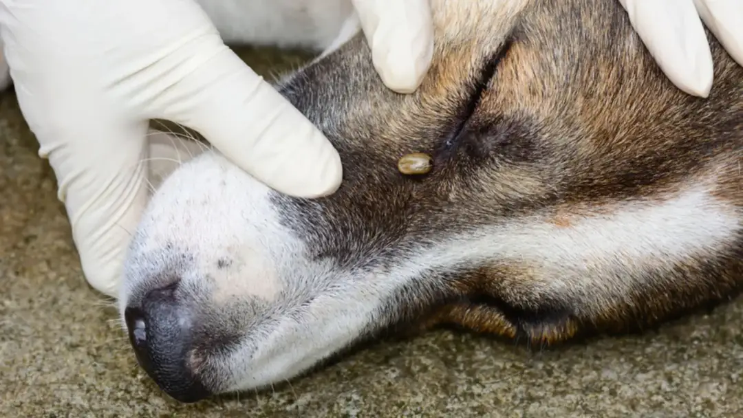 Ciemny mocz u psa po kleszczu: Babeszjoza? Liczy się każda chwila!