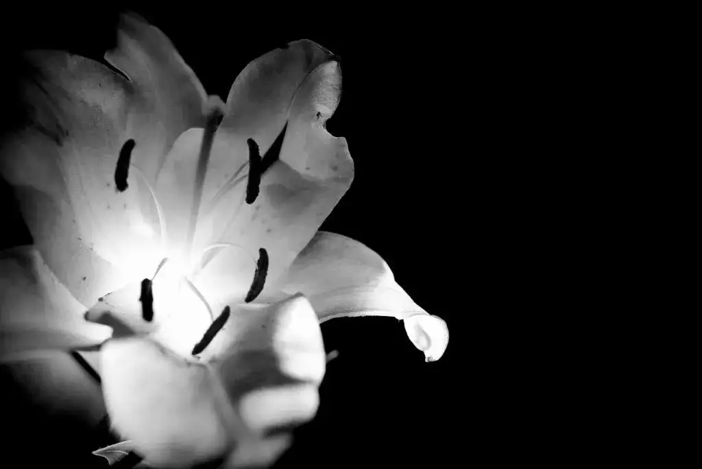 Jakie kwiaty na pogrzeb babci - wybierz te, które wyrażą miłość