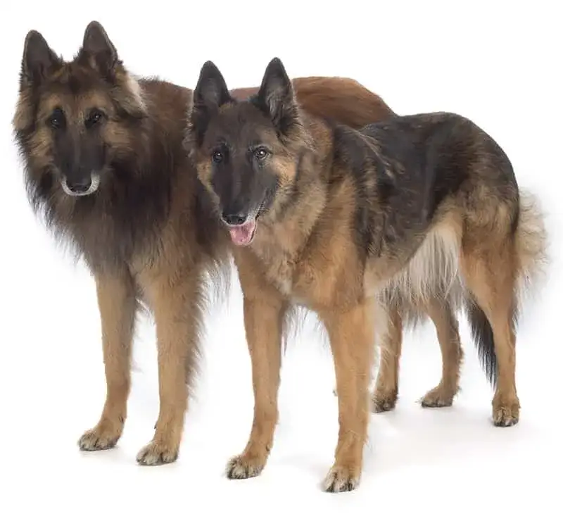 Pies czy suka owczarka niemieckiego? Kluczowe różnice i koszty