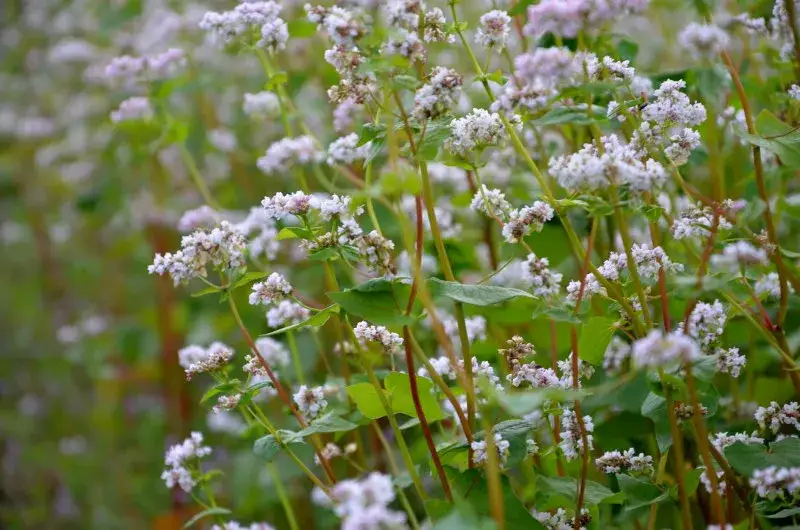 Jak kwitnie kasza gryczana - poznaj sekrety jej kwitnienia i wzrostu