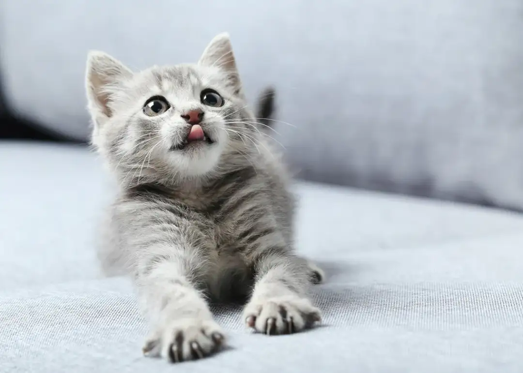 Kiedy można wziąć kotka od matki? Kluczowe informacje dla opiekunów