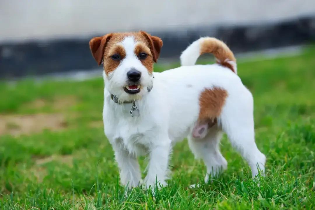 Jack Russell Terrier: Sierść czy włosy? Poznaj kluczowe różnice