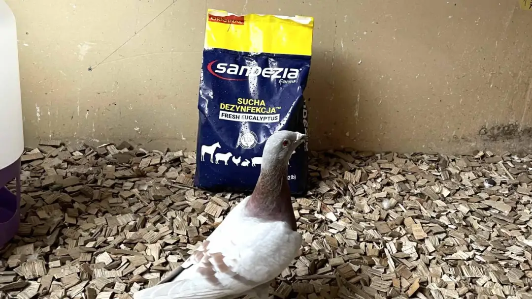 Czym odrobaczać gołębie, aby skutecznie pozbyć się pasożytów?