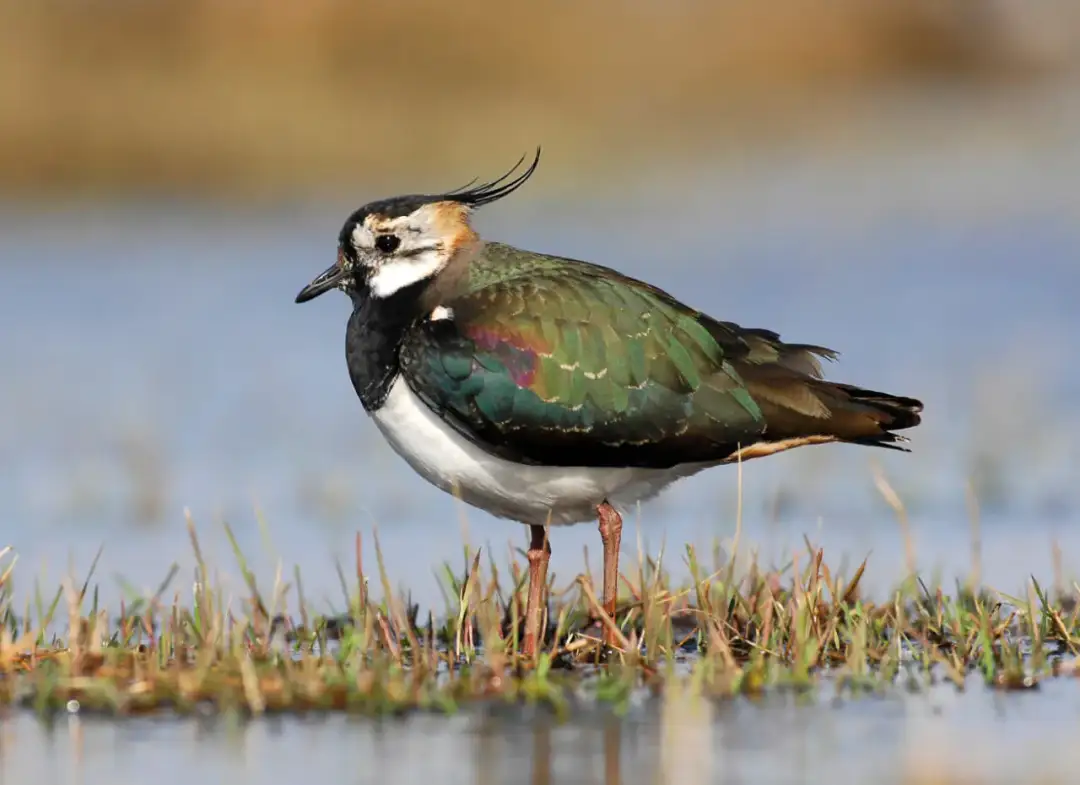 Jak wygląda ptak czajka? Odkryj jego niezwykłe cechy i wygląd