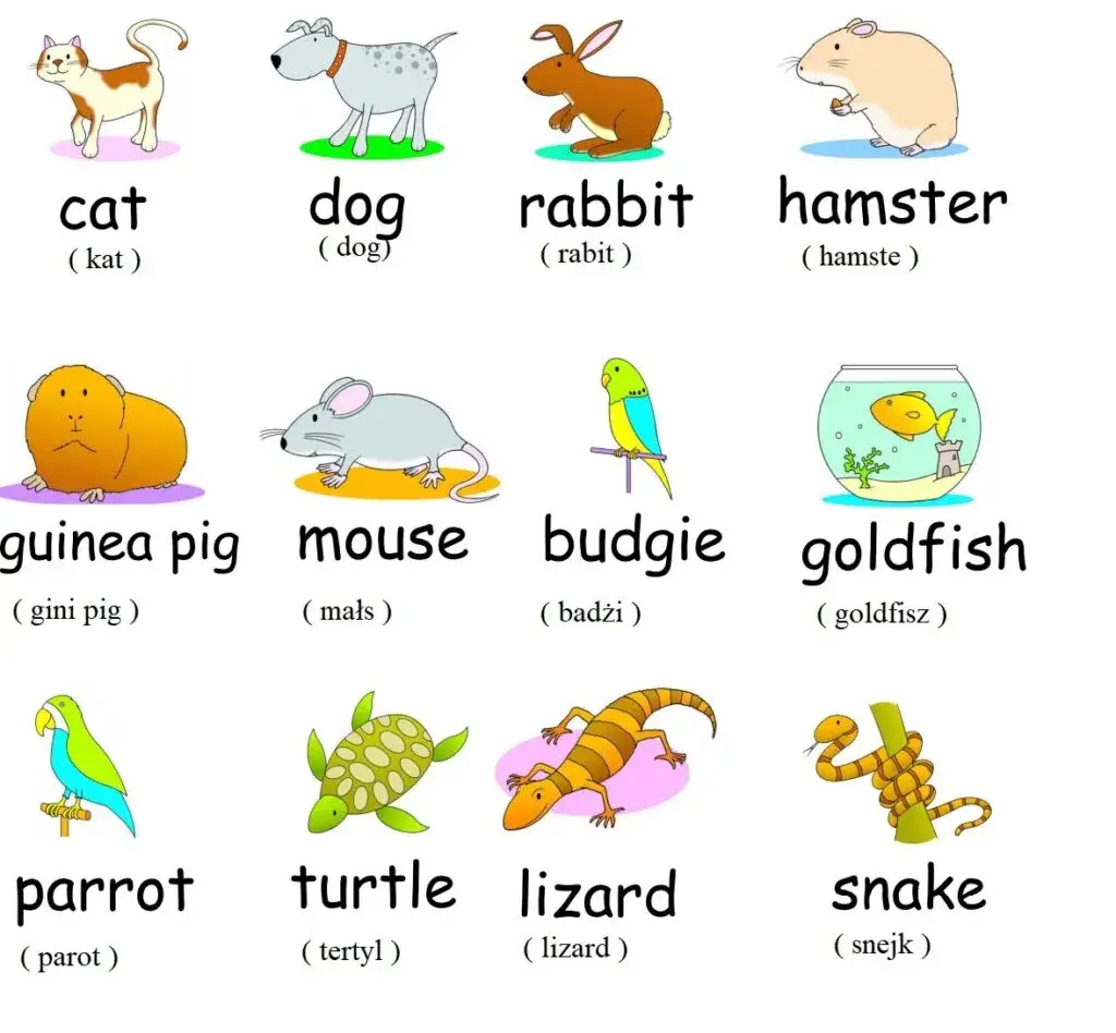 Zwierzęta po angielsku: 100 nazw z pewnymi tłumaczeniami i przykładami