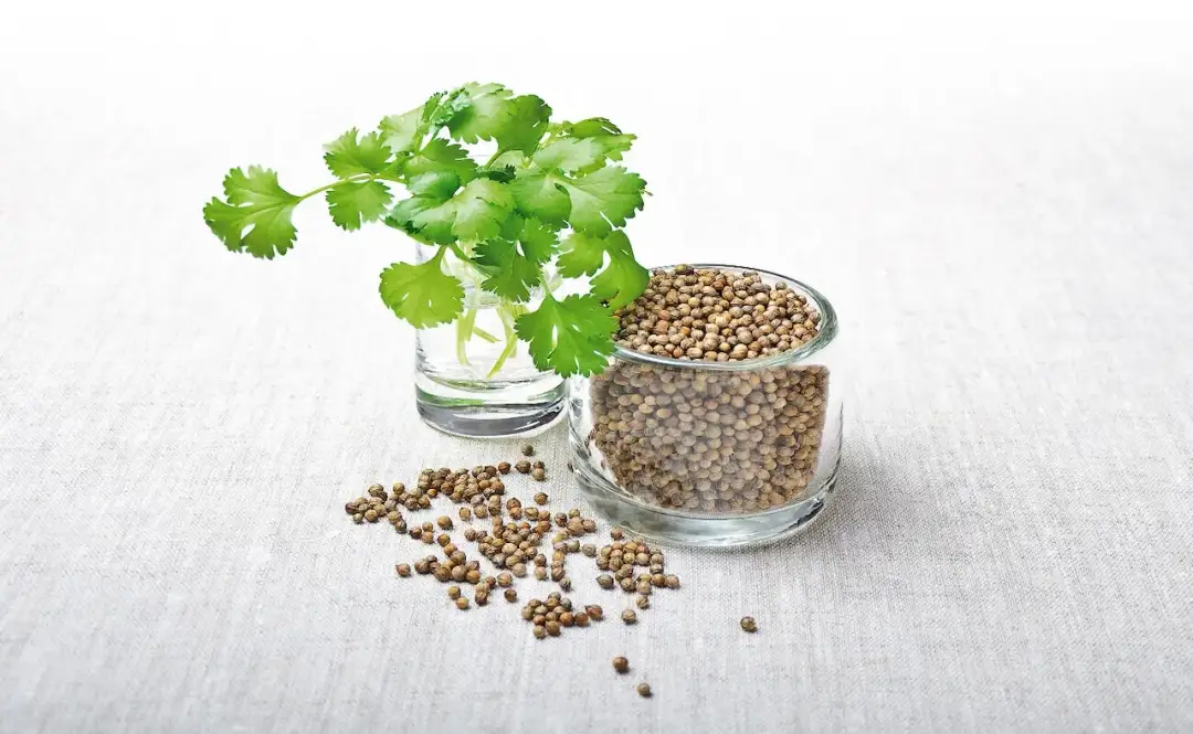 Czym zastąpić kolendrę? Odkryj najlepsze zamienniki i porady