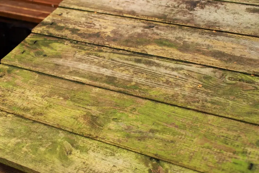 Jak usunąć zielony nalot na drewnianym płocie – skuteczne metody czyszczenia