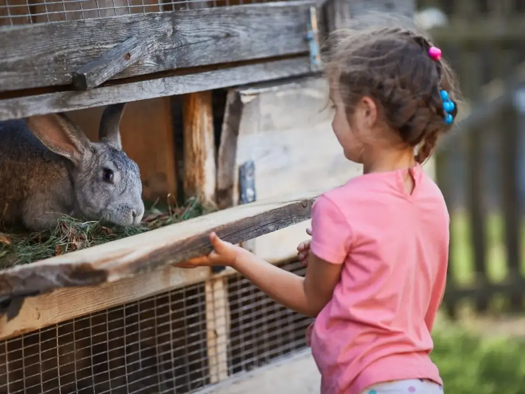 Jak zrobić klatkę dla królika z palet - łatwe kroki i porady