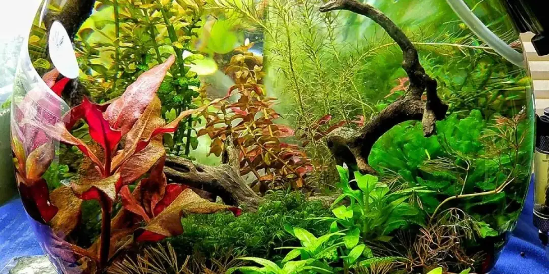 Akwarium kula: jak urządzić i uniknąć typowych błędów?