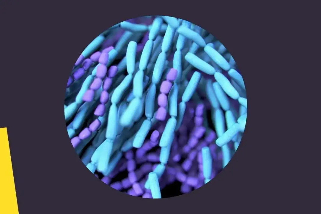 Jak zażywać probiotyk przed czy po jedzeniu, aby uzyskać najlepsze efekty