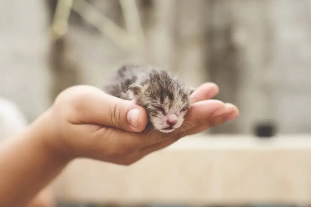 Kiedy można dotykać małe kotki? Kluczowe momenty i zasady bezpieczeństwa