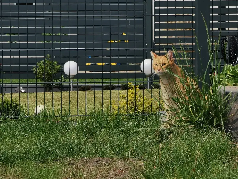 Jak zabezpieczyć płot przed kotem, aby uniknąć ucieczek pupila