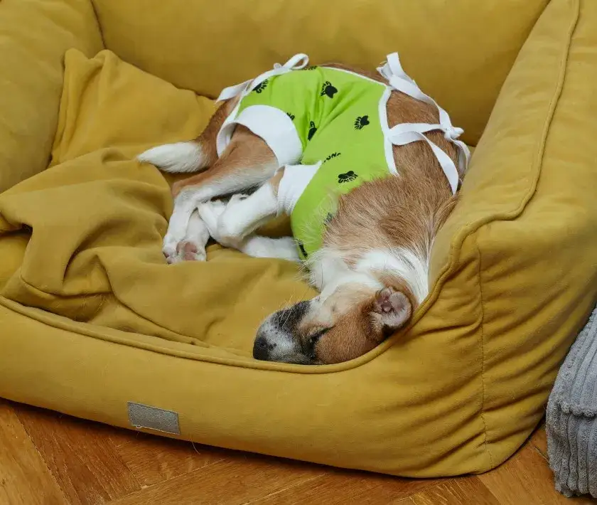 Kastracja psa: opinie, korzyści i niezbędne porady przed zabiegiem