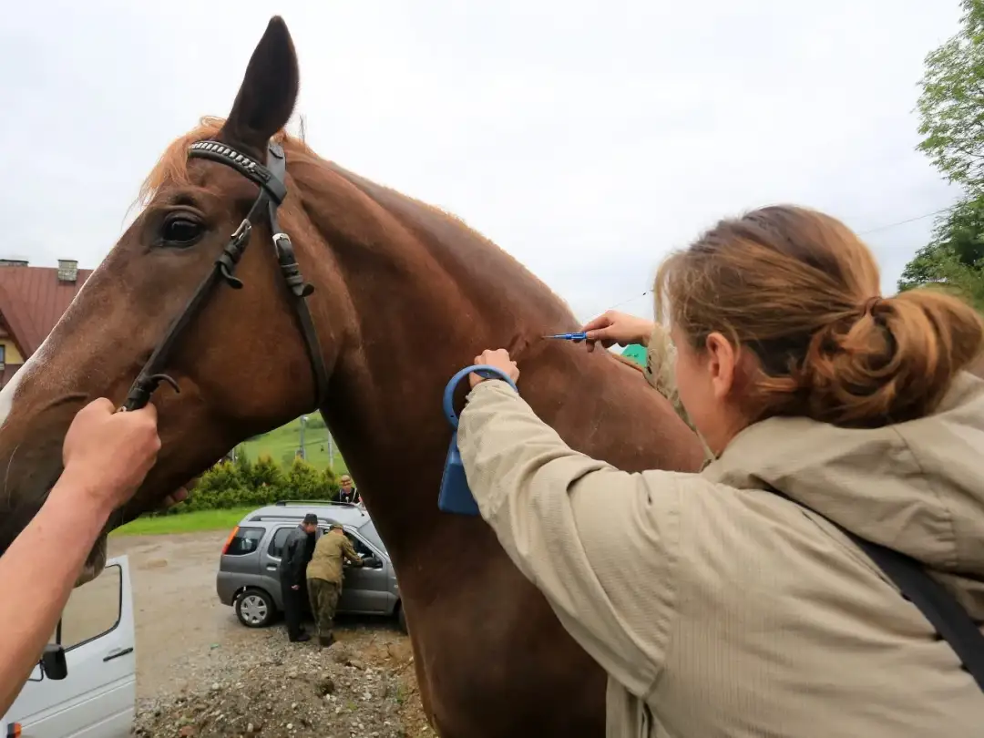 Weterynarz zakłada chip u konia. Koń jest brązowy, ma na sobie ogłowie.