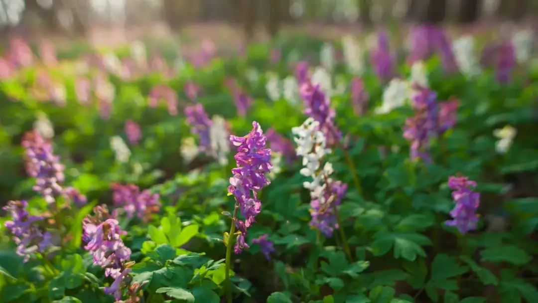 Kokorycz różański - zioło leczące serce i nerwy. Poznajmy jego moc
