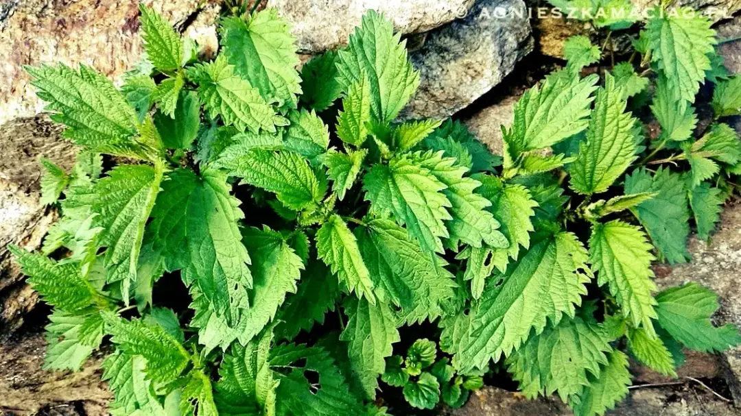 Pokrzywa dla dzieci: Od kiedy bezpiecznie i na co uważać?