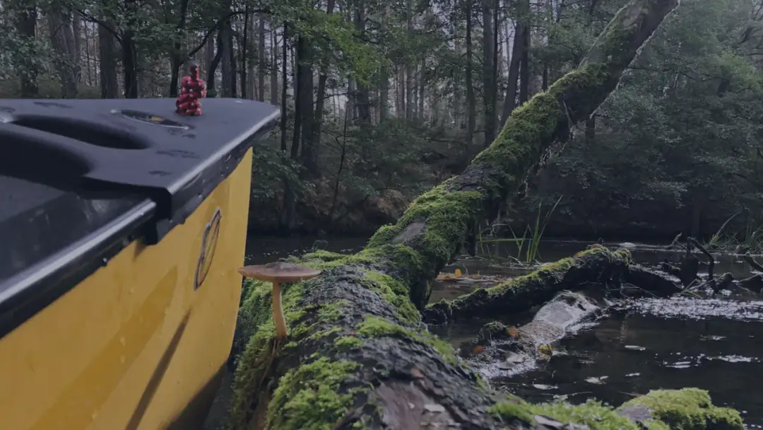 Drawa kajakiem: Jak zaplanować spływ w DPN? Kompletny poradnik