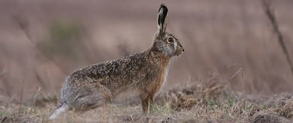 Jak napisać podanie o przyjęcie na staż do koła łowieckiego – wzór i porady