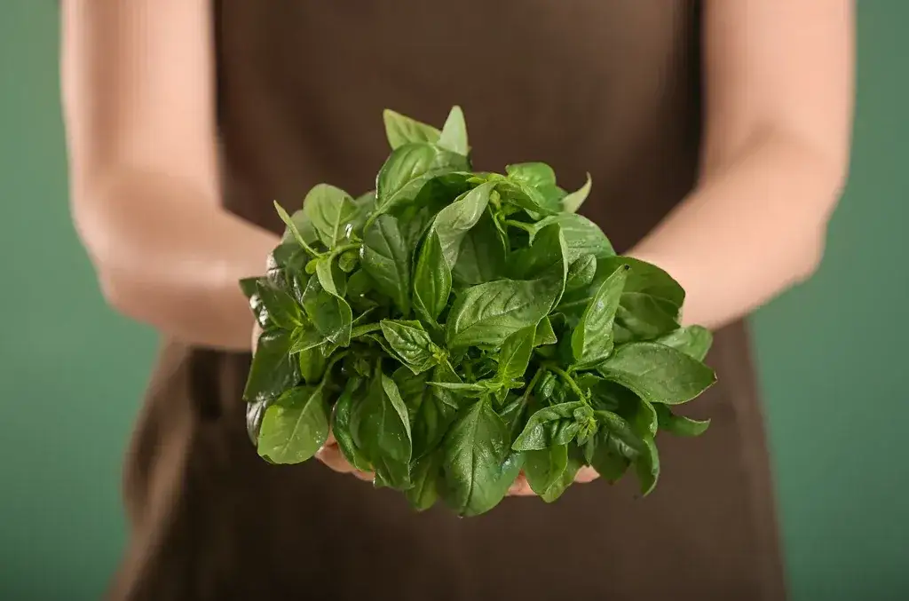 Jak zrywać liście bazylii, by nie zaszkodzić roślinie i uzyskać więcej