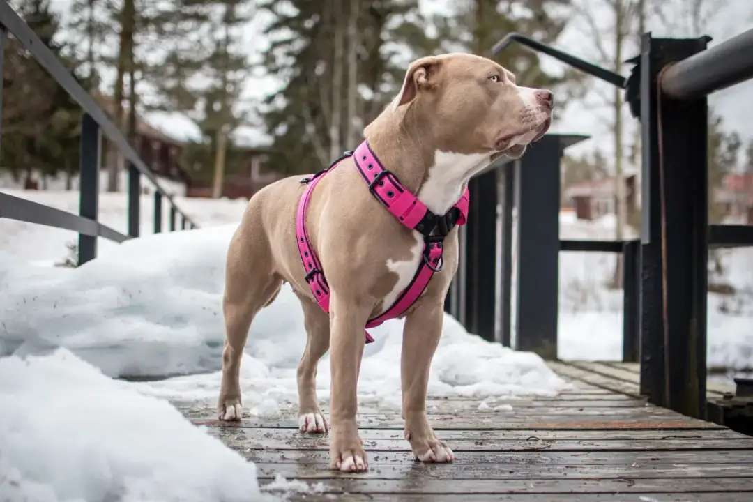 Jak dobrać szelki dla psa, aby zapewnić mu komfort i bezpieczeństwo