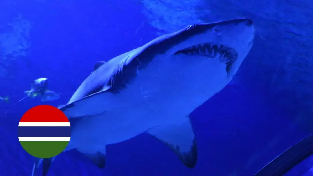 Czy w Gambii jest bezpiecznie? Odkryj zagrożenia i porady dla turystów