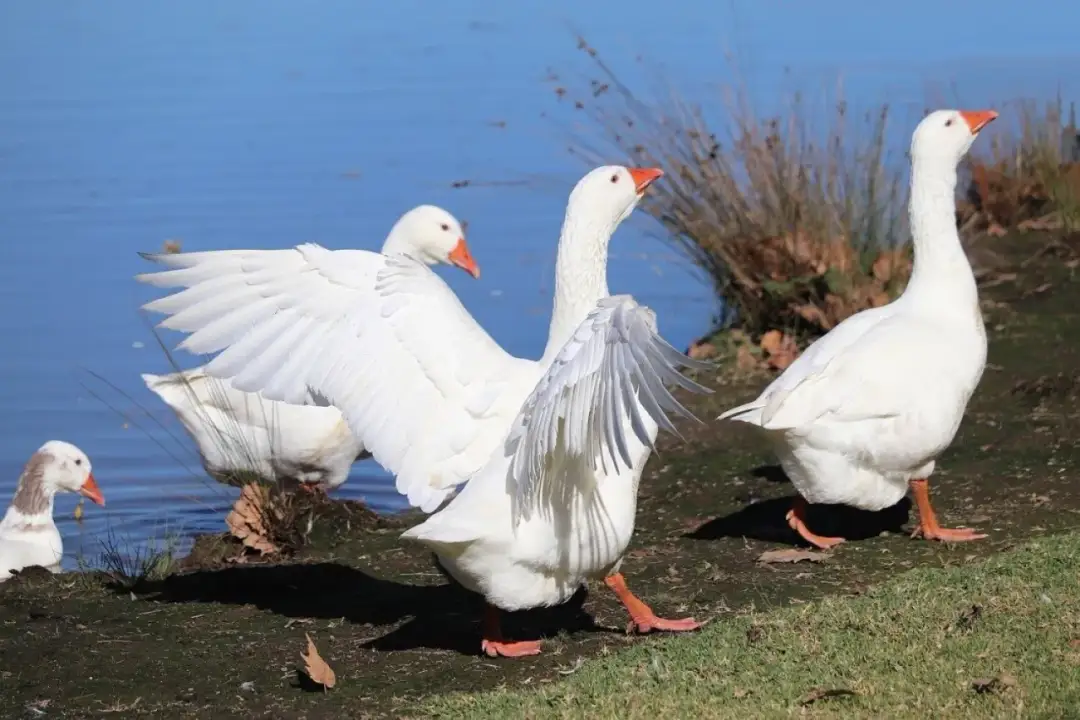 Hodowla gęsi czy się opłaca? Odkryj zyski i koszty tej działalności