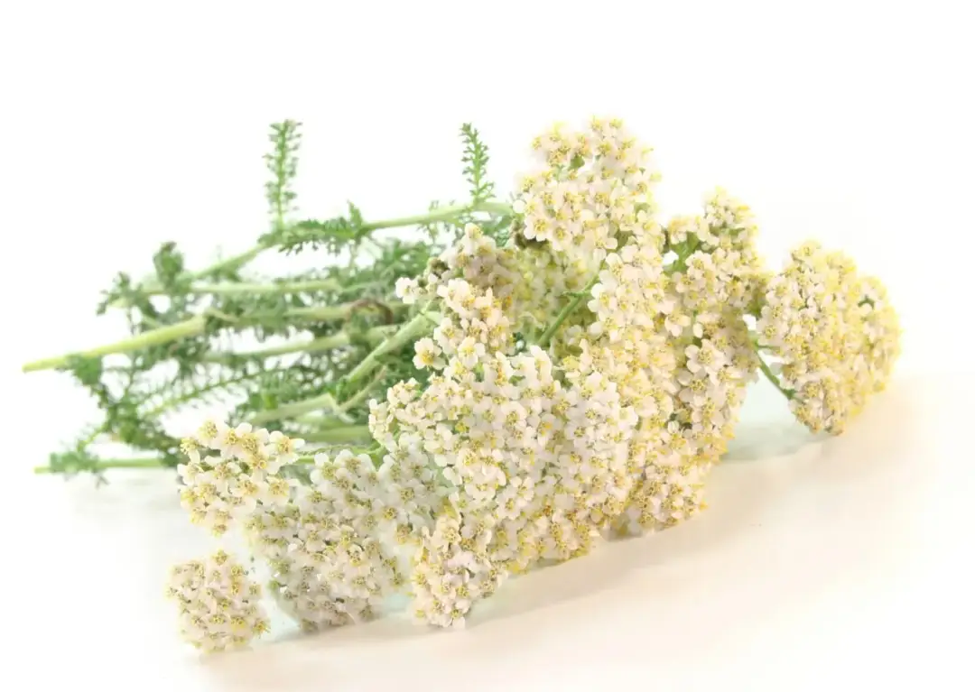 Krwawnik suszony: medycyna naturalna na wyciągnięcie ręki