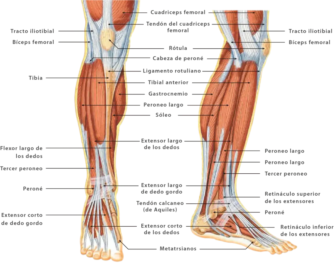 Todo lo que necesitas saber sobre el músculo de piernas y su función