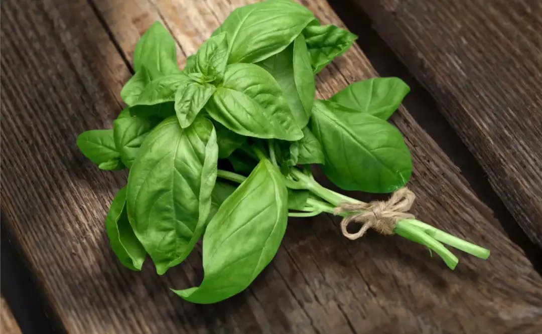Gdzie kupić bazylię tajską w Warszawie? Sprawdzone miejsca i porady