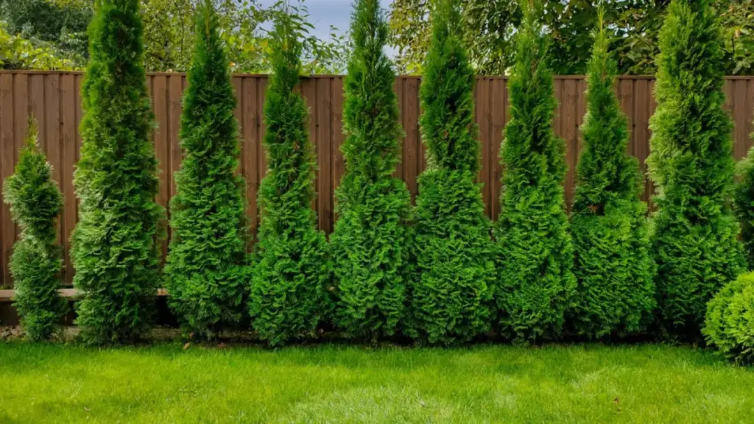 Tuje przy płocie: jaka wysokość? Uniknij sporu z sąsiadem!