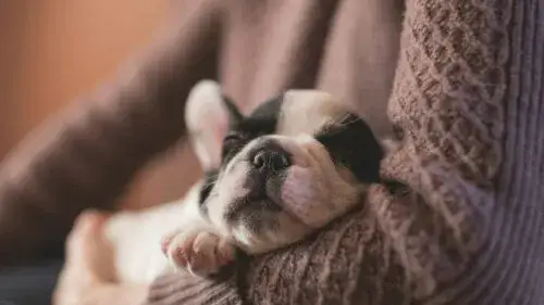 Kiedy pierwsza wizyta u weterynarza z psem? Kluczowe informacje dla właścicieli