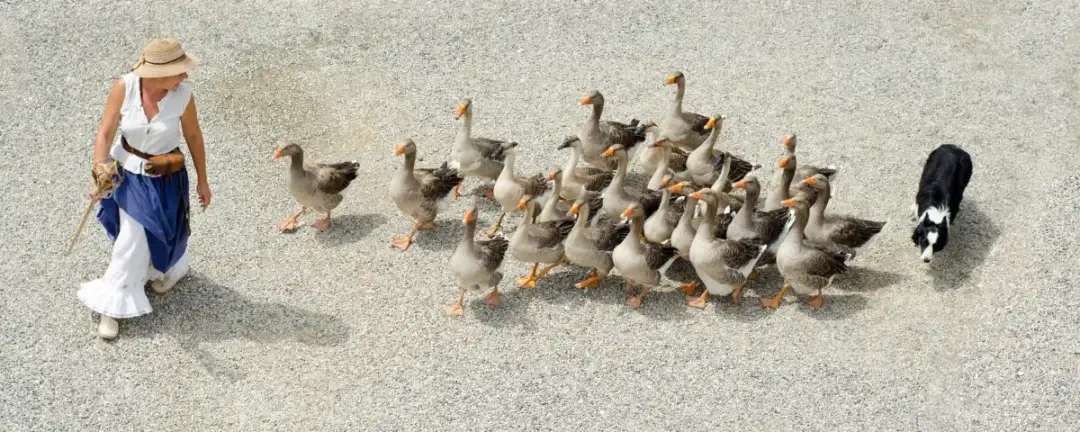 Hodowla gęsi jak zacząć - kluczowe kroki do sukcesu w farmie