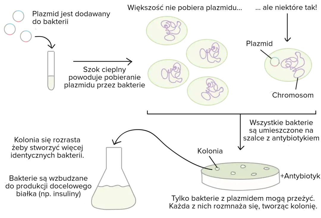 Jak rozmnażają się bakterie? Odkryj zaskakujące metody i procesy