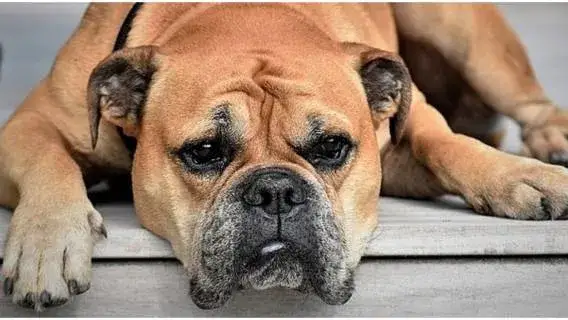 Czy pies może jeść czosnek? Poznaj niebezpieczeństwa dla zdrowia psa