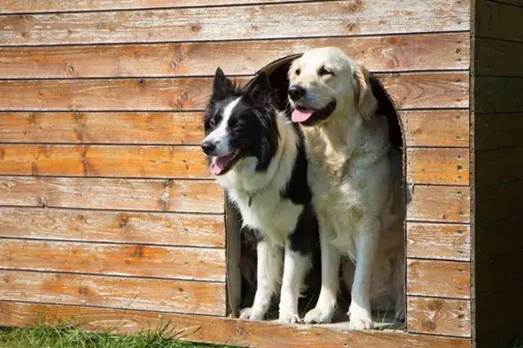 Czy golden retriever może mieszkać w budzie? Oto co musisz wiedzieć