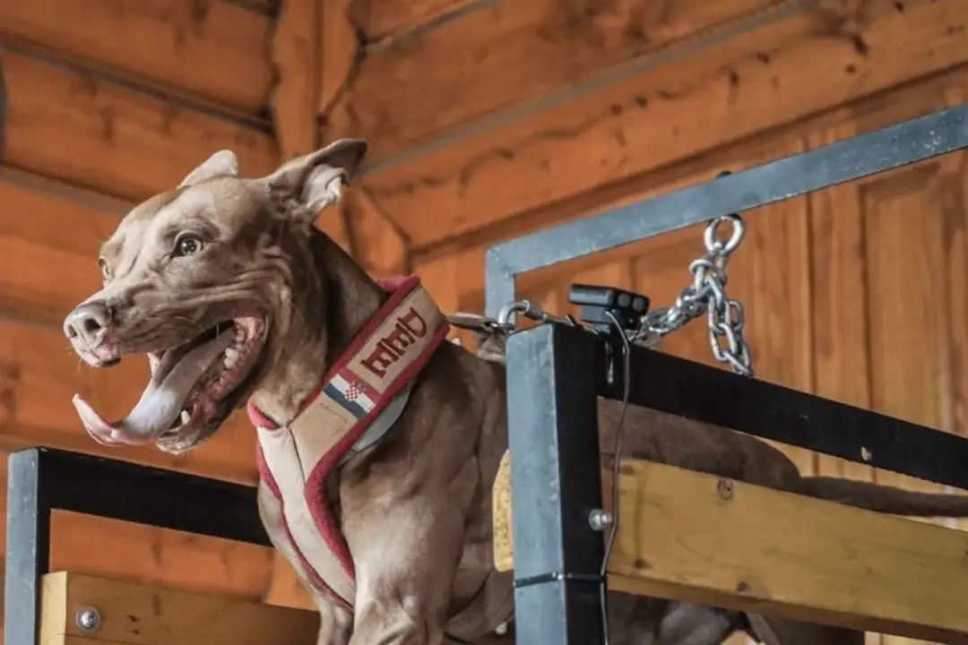 Bieżnia dla psa jak zrobić: krok po kroku, aby zapewnić bezpieczeństwo