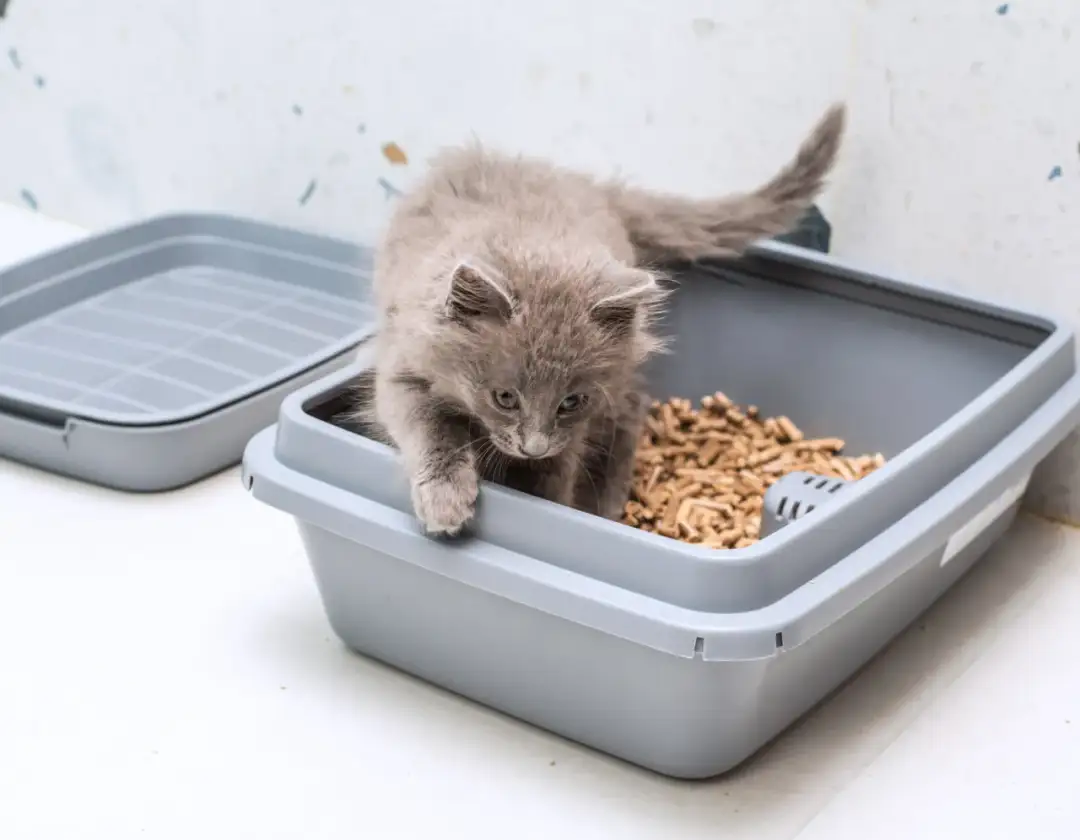 Wybierz najlepszy żwirek dla kota: 5 sprawdzonych rodzajów i opinie