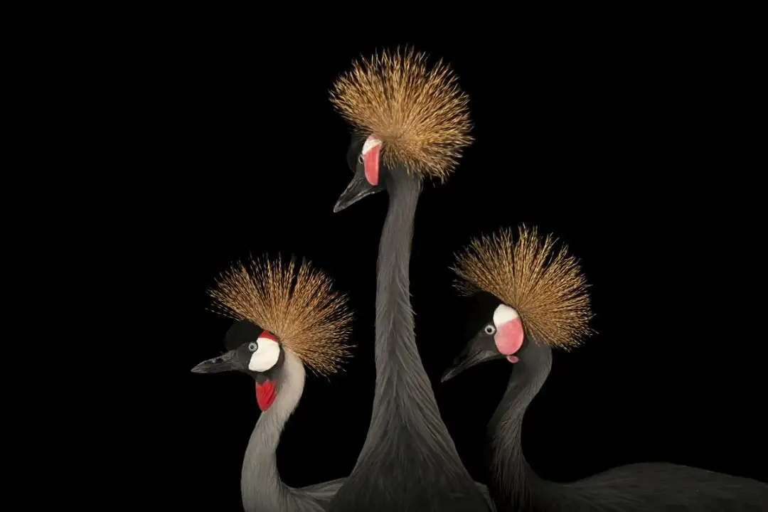 Dlaczego niektóre afrykańskie zwierzęta są zagrożone wyginięciem? Przyczyny i działania ochronne