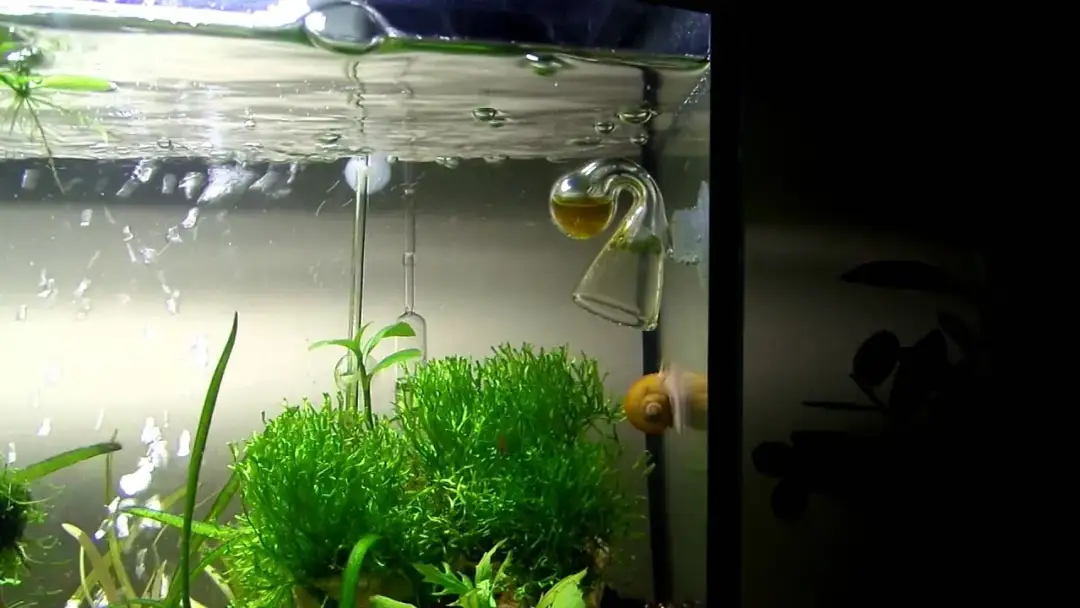 Jak ustawić CO2 w akwarium: krok po kroku dla początkujących