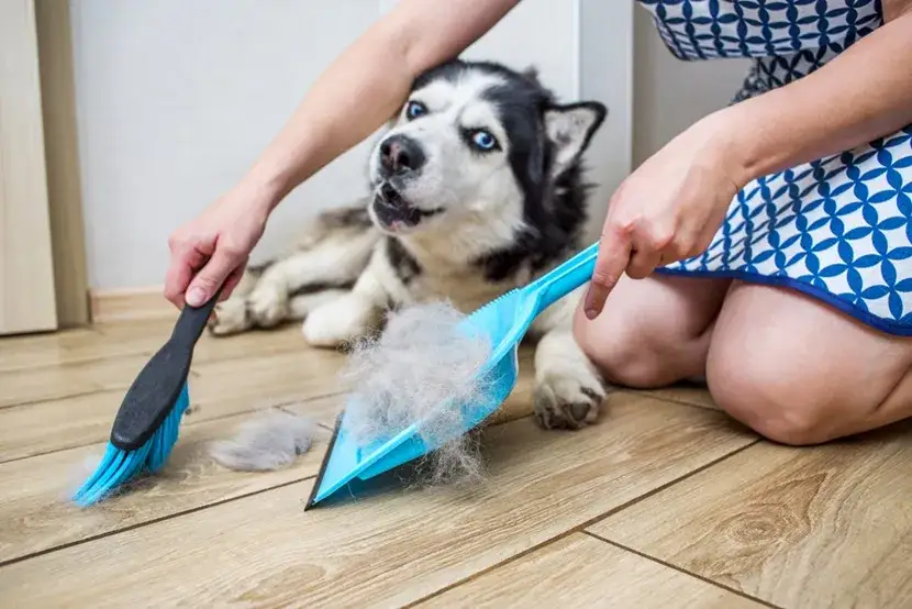 Jak ograniczyć wypadanie sierści u psa i cieszyć się czystym domem