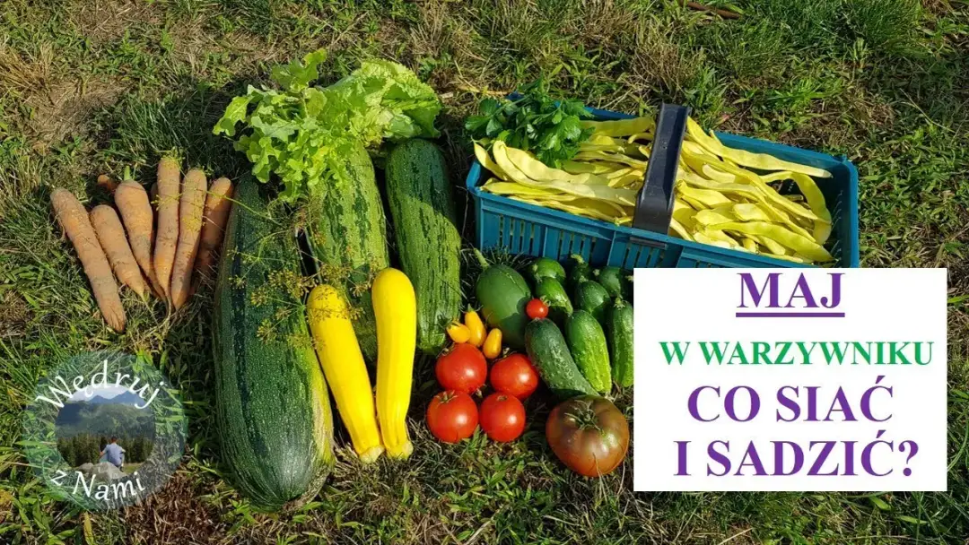 Co siać po łubinie, aby maksymalnie wykorzystać wzbogaconą glebę?