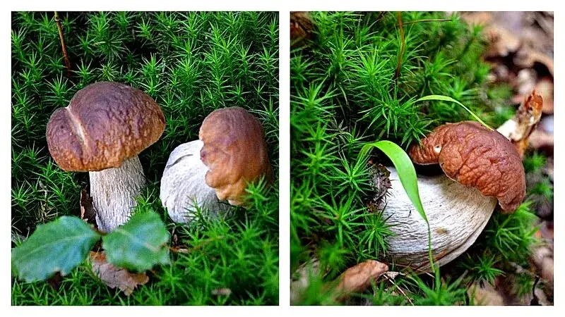 Czarna liszka - jak rozpoznać i przygotować tego rzadkiego leśnego grzyba