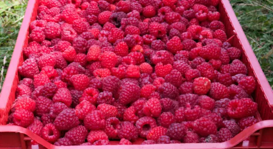 Aktualne ceny malin na skupie – ile naprawdę możesz zarobić? Sprawdź teraz!