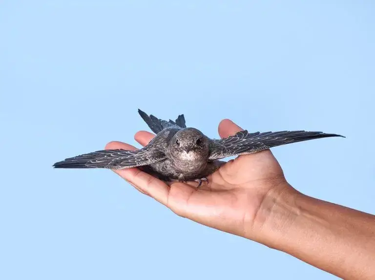 Gdzie zimują jerzyki? Odkryj ich tajemnice i migrację do Afryki