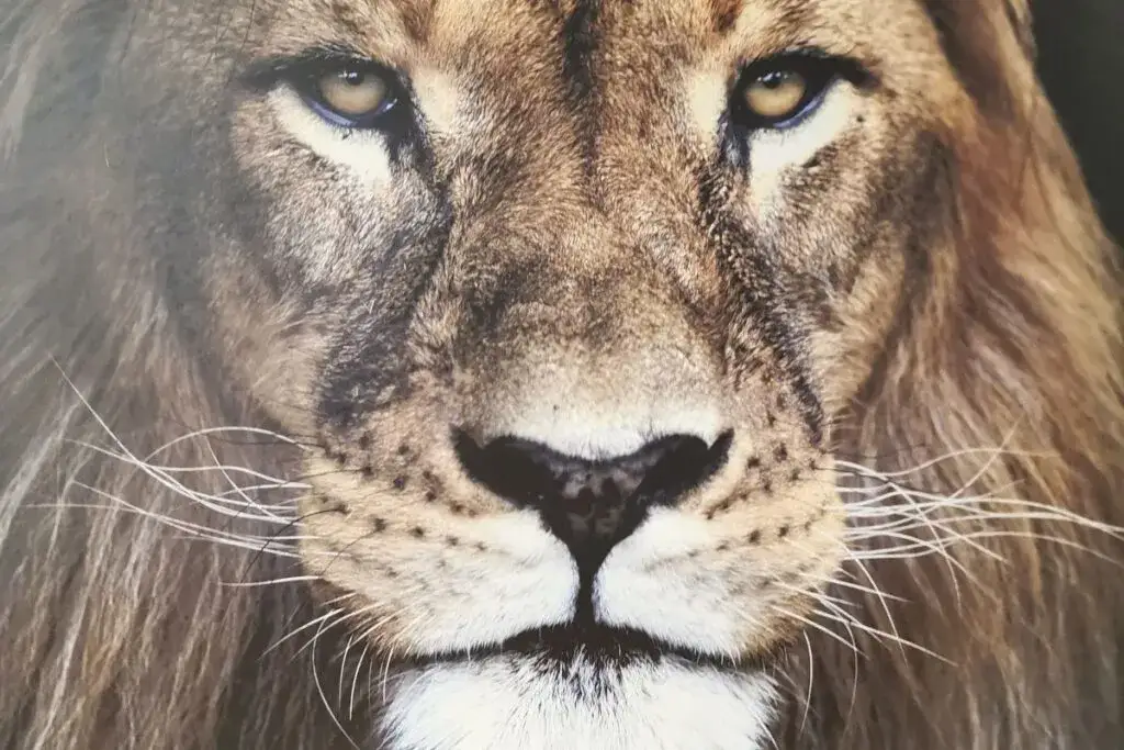 Recenzja książki Opowieści z Narnii: Co warto wiedzieć przed lekturą